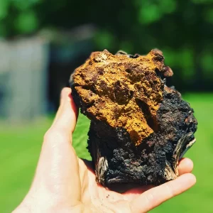 pure fungi chaga